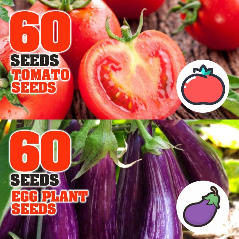 idrop 60pcs SEEDS - Tomato / Egg Plant / Bell Pepper /  Coriandur Leaves / Chilli Seed / Cucumber / Choy-Sun / Sweet Corn / Long Bean / Bean / Gazania / Garden Balsam -