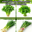 idrop 2 PCS – Herb Fresh Keeping Storage Box Cilantro Spring Onion Garlic Mint Asparagus Hydroponic Refrigerator Organizer Fresh Container Set Set Kotak Penyimpanan Herba Segar Ketumbar Bawang Putih Pudina Hidroponik Bekas Peti Sejuk Penjagaan Kesegaran