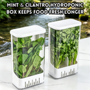 idrop 2 PCS – Herb Fresh Keeping Storage Box Cilantro Spring Onion Garlic Mint Asparagus Hydroponic Refrigerator Organizer Fresh Container Set Set Kotak Penyimpanan Herba Segar Ketumbar Bawang Putih Pudina Hidroponik Bekas Peti Sejuk Penjagaan Kesegaran