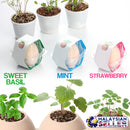 idrop PLANT EGG - DIY Mini Pot Plant [ Strawberry / Sweet Basil / Mint ]