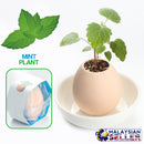 idrop PLANT EGG - DIY Mini Pot Plant [ Strawberry / Sweet Basil / Mint ]
