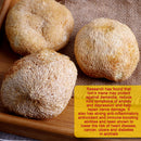idrop 200g Dried Lion's Mane Mushroom Herb | （200克） 素食名菜特级猴头菇