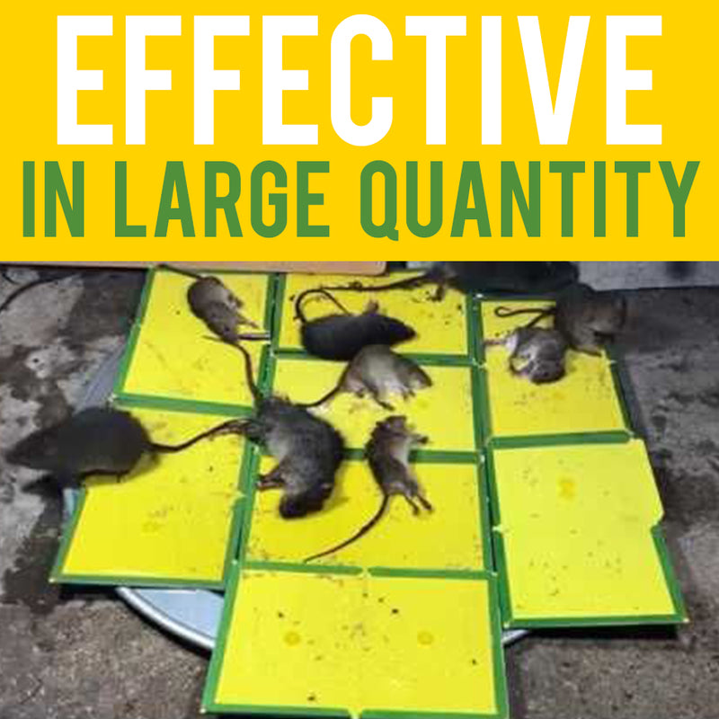 idrop Sticky Rat Mouse Foldable Adhesive Glue Trap Board [ 24cm x 17cm ]